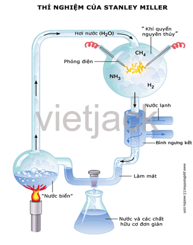 Soạn bài Sinh vật trên Trái Đất được hình thành như thế nào - Kết nối tri thức | Hay nhấtvăn6