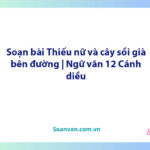 Soạn bài Thiếu nữ và cây sồi già bên đường | Ngữ văn 12 Cánh diều