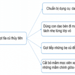 Soạn bài Cách gọt củ hoa thuỷ tiên | Chân trời sáng tạo Ngữ văn 7