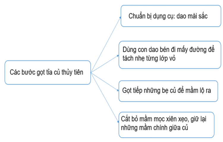 Soạn bài Cách gọt củ hoa thuỷ tiên | Chân trời sáng tạo Ngữ văn 7